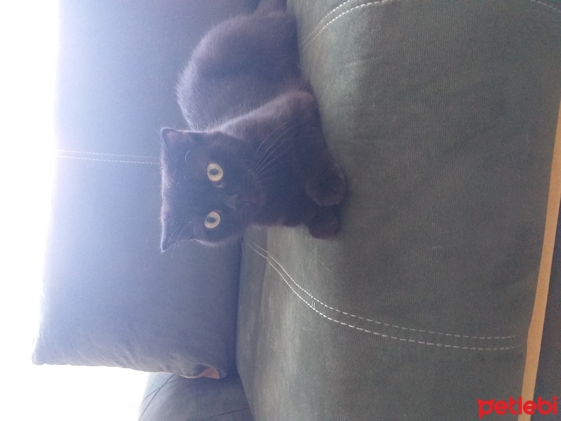 Scottish Fold, Kedi  Mia fotoğrafı