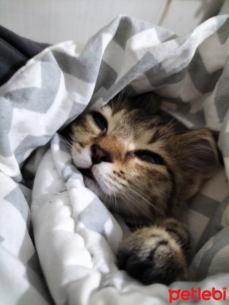 Tekir Kedi, Kedi  Eylül fotoğrafı