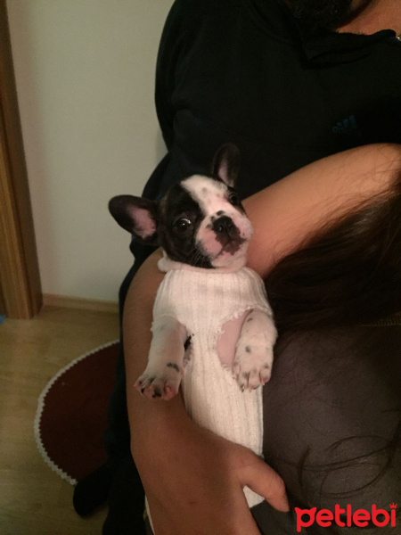 Fransız Bulldog, Köpek  risus fotoğrafı
