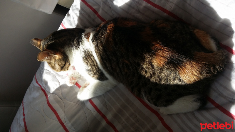 Tekir Kedi, Kedi  Mişha fotoğrafı