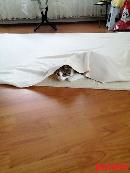 Tekir Kedi, Kedi  Mişha fotoğrafı
