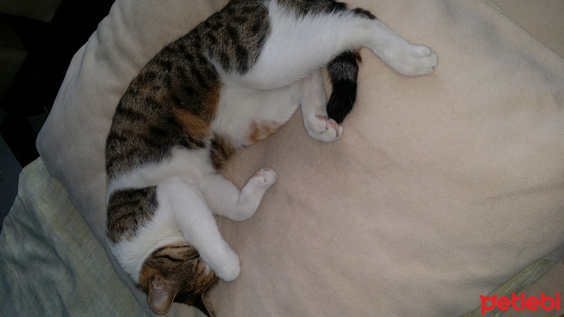 Tekir Kedi, Kedi  Mişha fotoğrafı