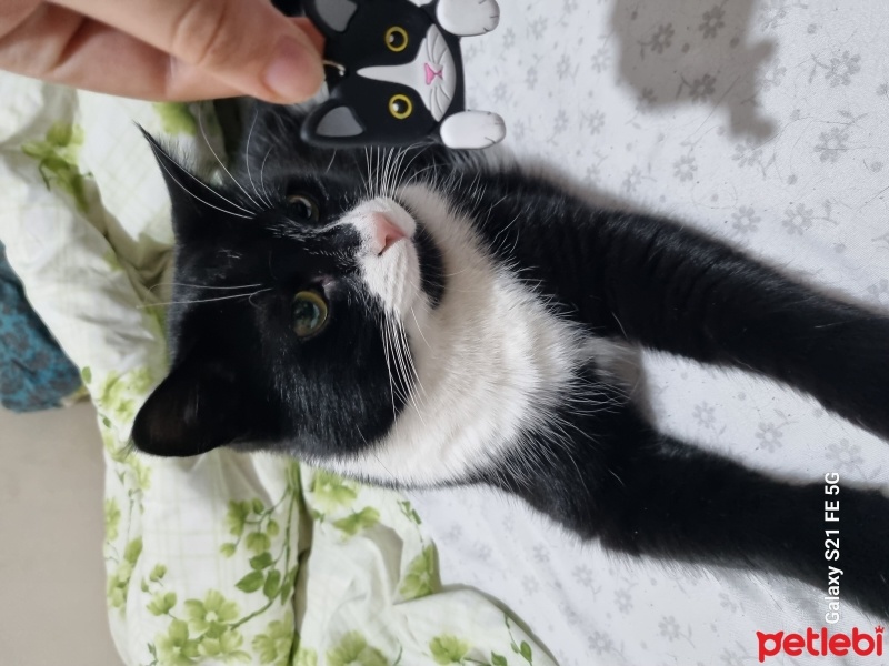 Tuxedo (Smokin) Kedi, Kedi  Gece fotoğrafı