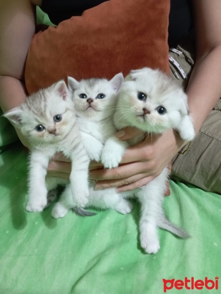 British Shorthair, Kedi  Scotic fotoğrafı