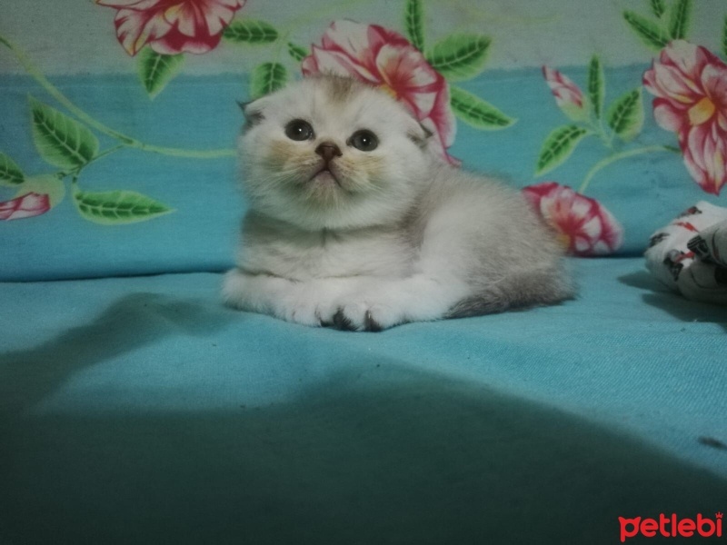 British Shorthair, Kedi  Scotic fotoğrafı