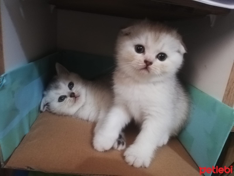 British Shorthair, Kedi  Scotic fotoğrafı