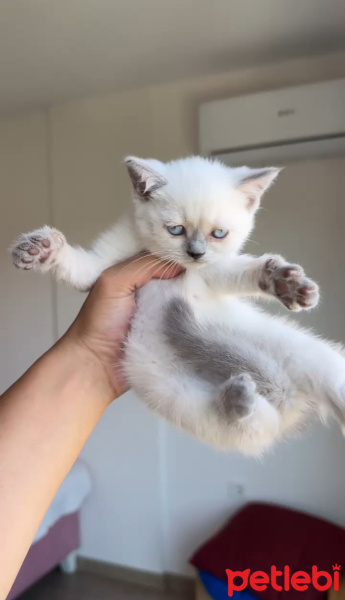 British Shorthair, Kedi  Mila fotoğrafı