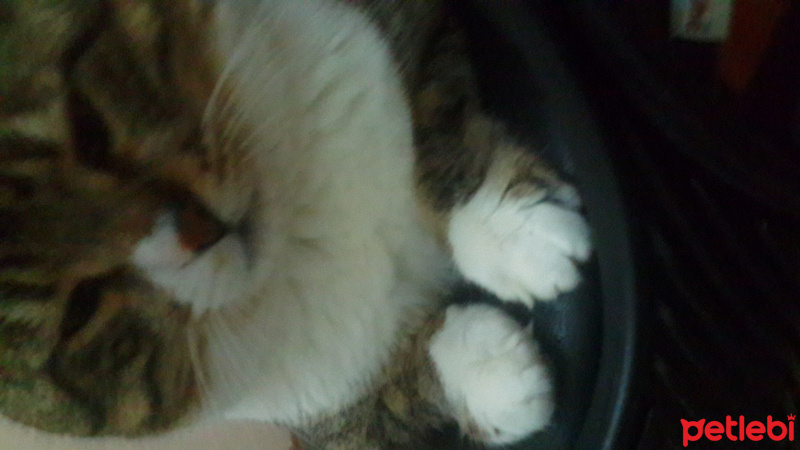 Tekir Kedi, Kedi  Holliş fotoğrafı