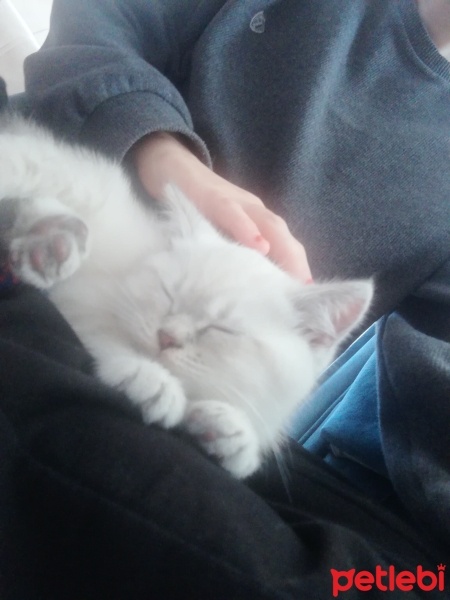 British Shorthair, Kedi  Lokum fotoğrafı