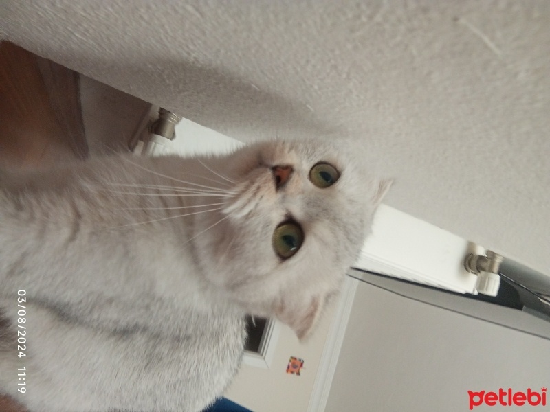 Scottish Fold, Kedi  Behlül fotoğrafı