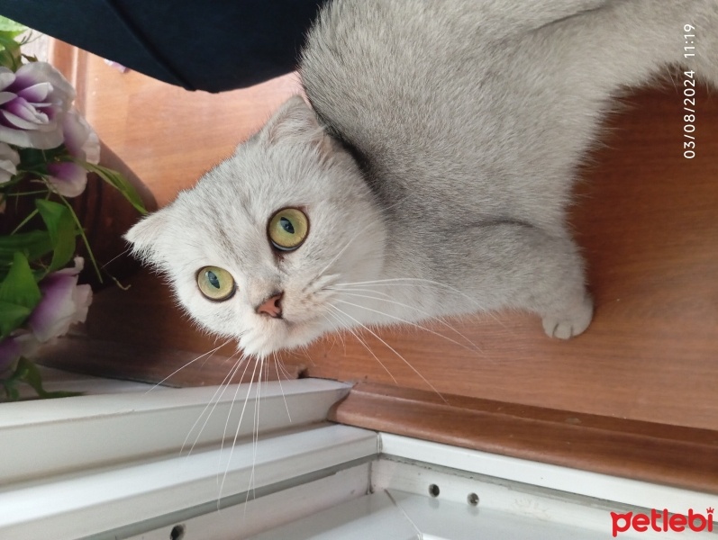 Scottish Fold, Kedi  Behlül fotoğrafı
