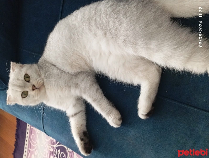 Scottish Fold, Kedi  Behlül fotoğrafı
