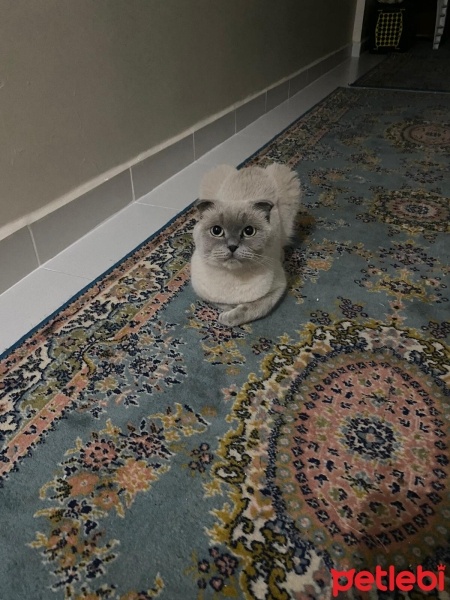 Scottish Fold, Kedi  Maya fotoğrafı