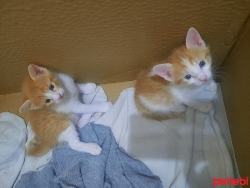 Tekir Kedi, Kedi  Yavru kedi fotoğrafı