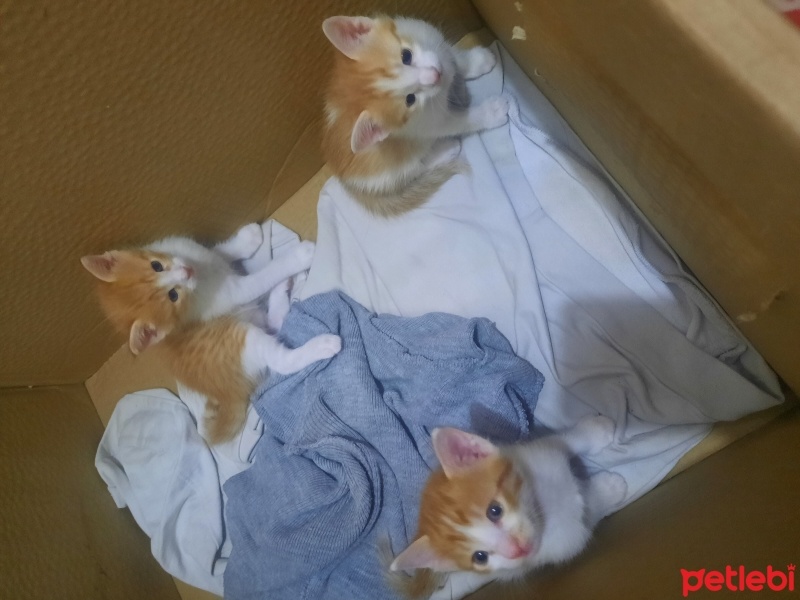 Tekir Kedi, Kedi  Yavru kedi fotoğrafı