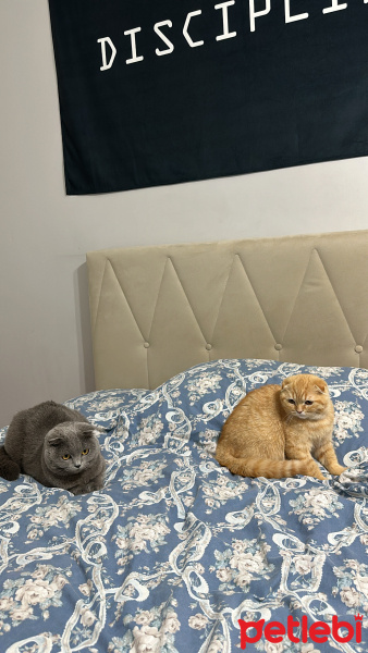 Scottish Fold, Kedi  Mars fotoğrafı