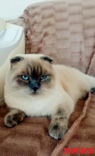 Scottish Fold, Kedi  barut fotoğrafı