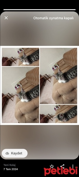 Tekir Kedi, Kedi  Duman fotoğrafı
