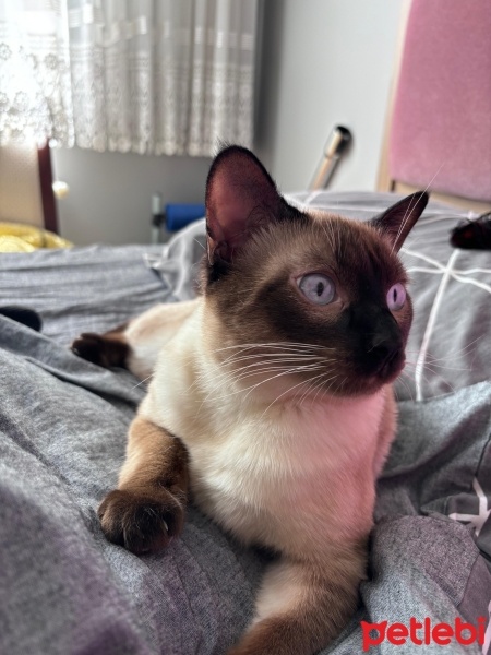 Siyam Kedisi, Kedi  Mars fotoğrafı