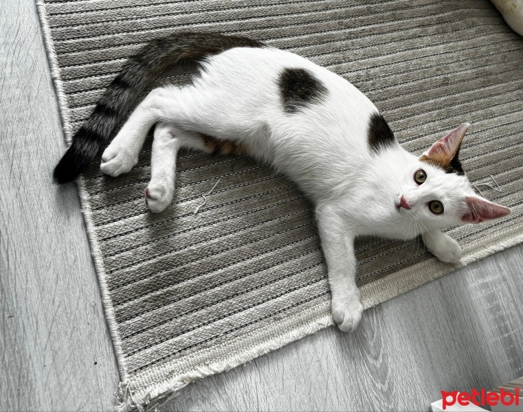 Tekir Kedi, Kedi  Kedi fotoğrafı