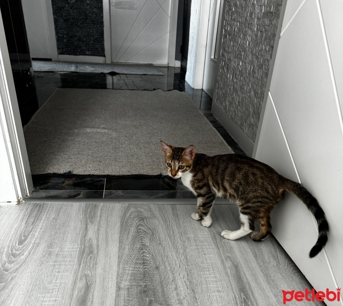 Tekir Kedi, Kedi  Kedi fotoğrafı
