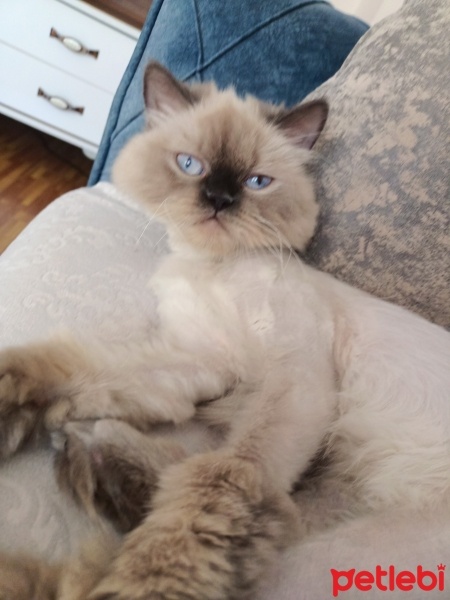 British Shorthair, Kedi  Prenses fotoğrafı
