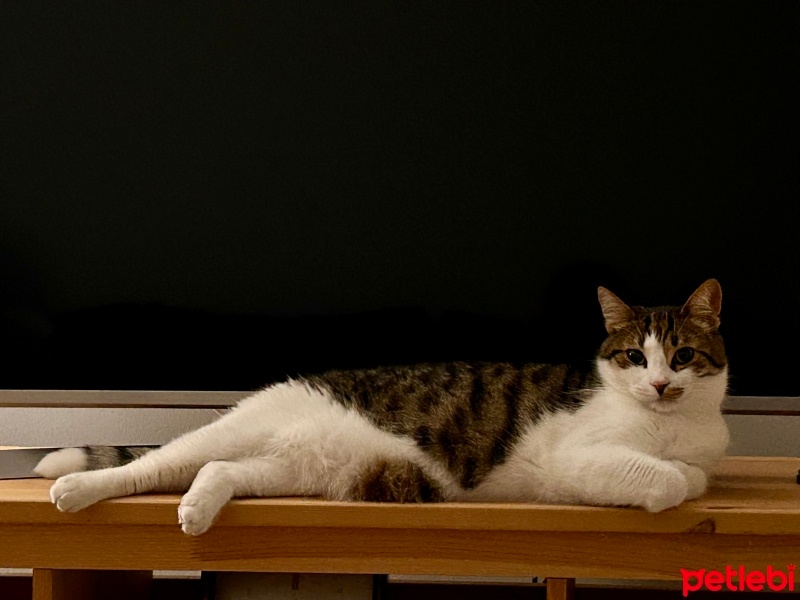 Tekir Kedi, Kedi  Mırmır fotoğrafı