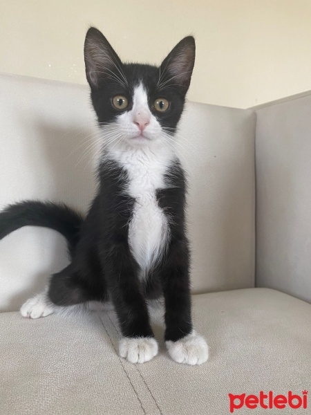 Tekir Kedi, Kedi  MARS fotoğrafı