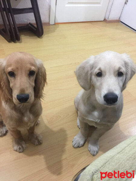 Amerikan Cocker Spaniel, Köpek  Joker fotoğrafı