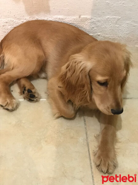 Amerikan Cocker Spaniel, Köpek  Joker fotoğrafı