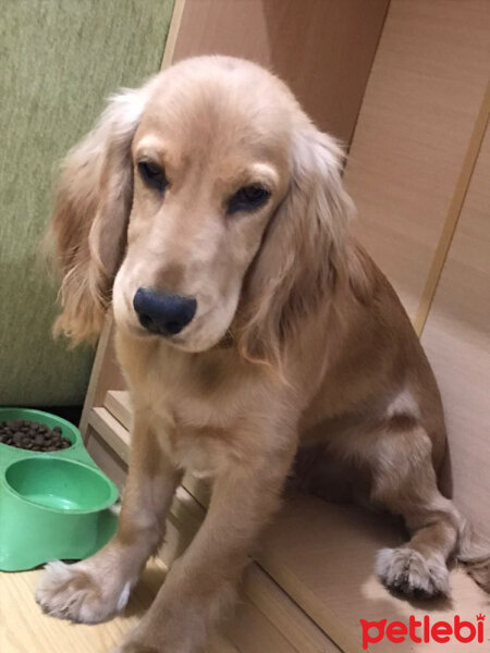 Amerikan Cocker Spaniel, Köpek  Joker fotoğrafı