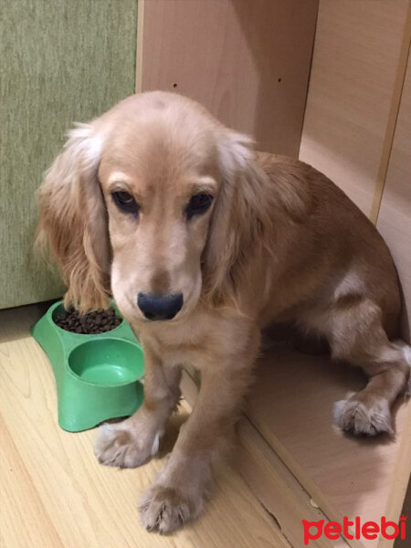 Amerikan Cocker Spaniel, Köpek  Joker fotoğrafı