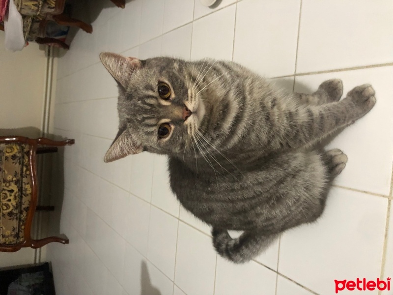 British Shorthair, Kedi  Oğlum fotoğrafı