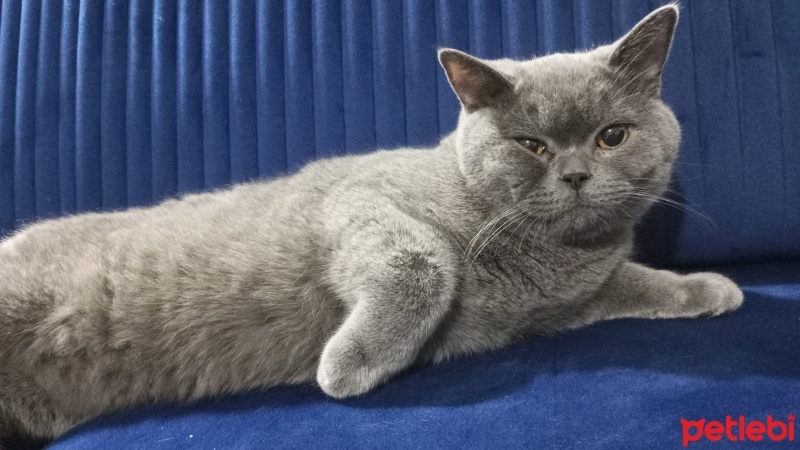 British Shorthair, Kedi  Duman fotoğrafı