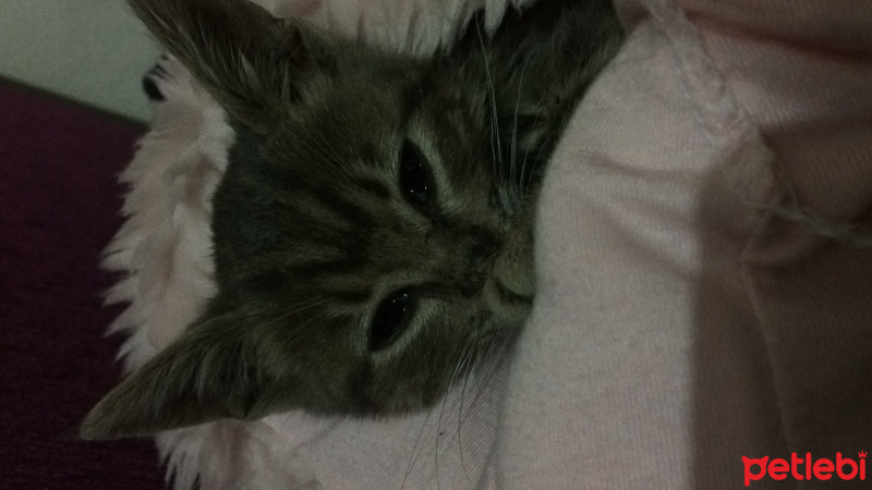 İran Kedisi (Persian), Kedi  Kül fotoğrafı