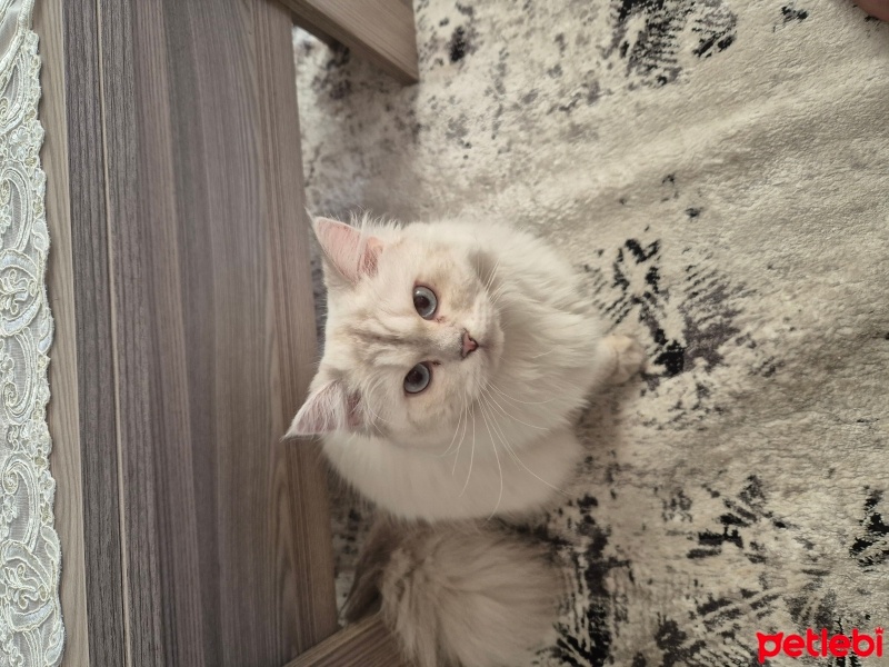 British Longhair, Kedi  Prenses fotoğrafı