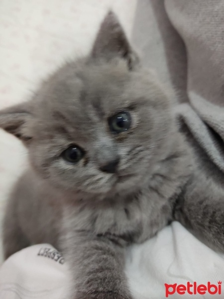 British Shorthair, Kedi  Miya fotoğrafı