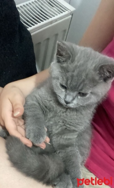 British Shorthair, Kedi  Miya fotoğrafı