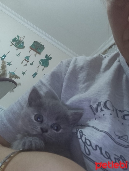 Scottish Fold, Kedi  Gofret hanim fotoğrafı