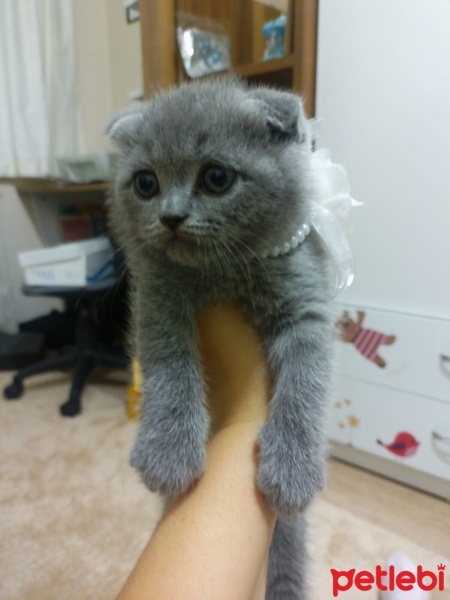 Scottish Fold, Kedi  Gofret hanim fotoğrafı