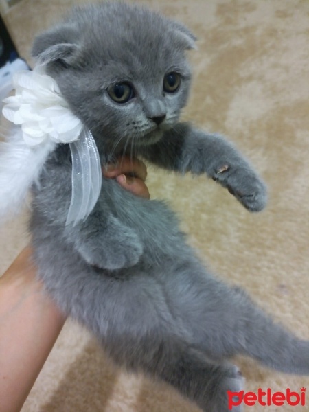 Scottish Fold, Kedi  Gofret hanim fotoğrafı