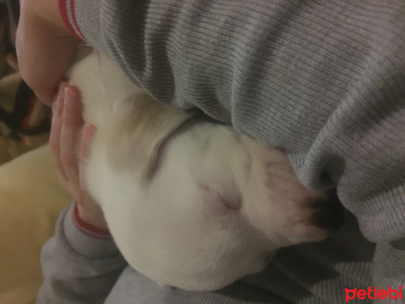 Dogo Arjantin, Köpek  Yavru fotoğrafı