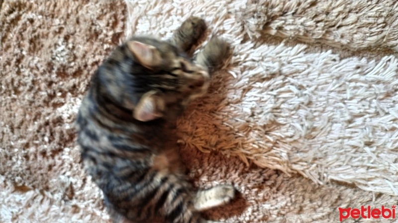 Tekir Kedi, Kedi  körgöz fotoğrafı