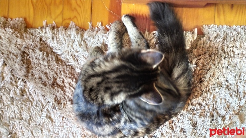 Tekir Kedi, Kedi  körgöz fotoğrafı