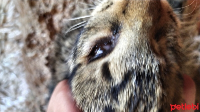 Tekir Kedi, Kedi  körgöz fotoğrafı