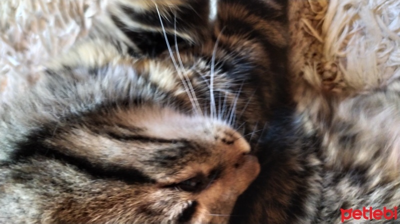 Tekir Kedi, Kedi  körgöz fotoğrafı