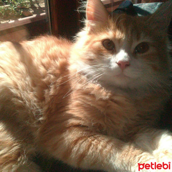 İran Kedisi (Persian), Kedi  Sarı fotoğrafı