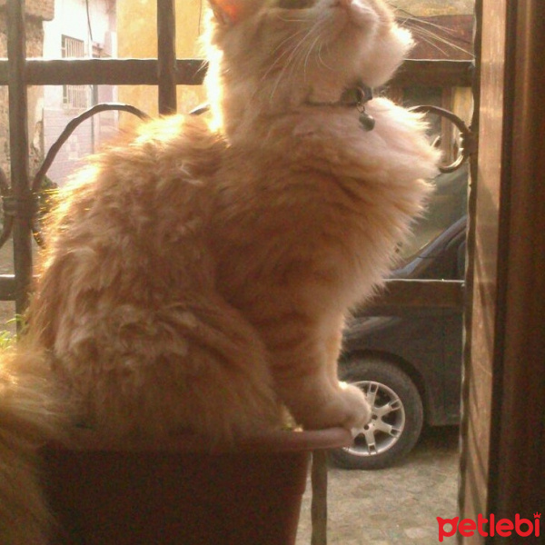 İran Kedisi (Persian), Kedi  Sarı fotoğrafı