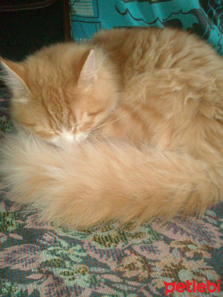İran Kedisi (Persian), Kedi  Sarı fotoğrafı