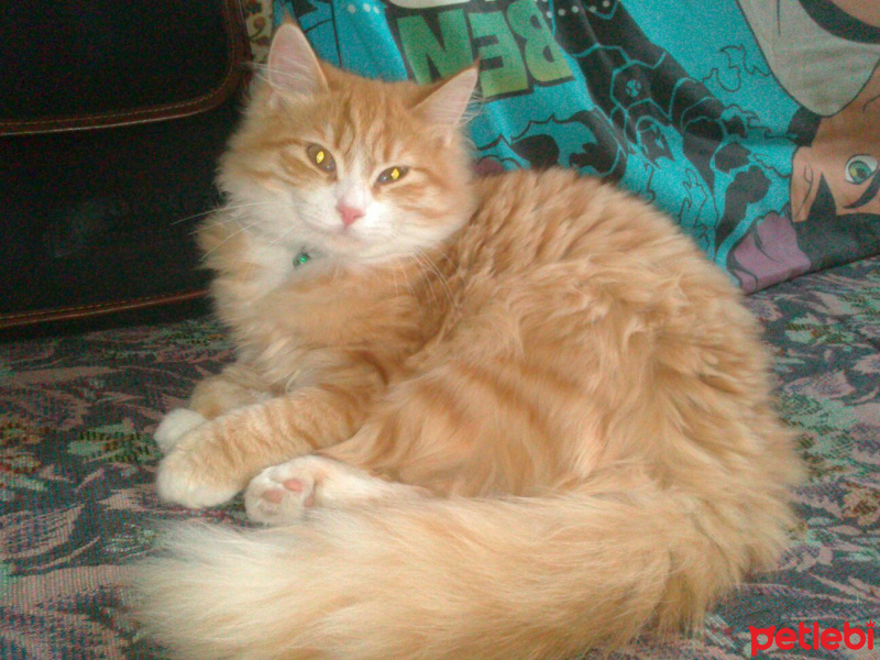 İran Kedisi (Persian), Kedi  Sarı fotoğrafı